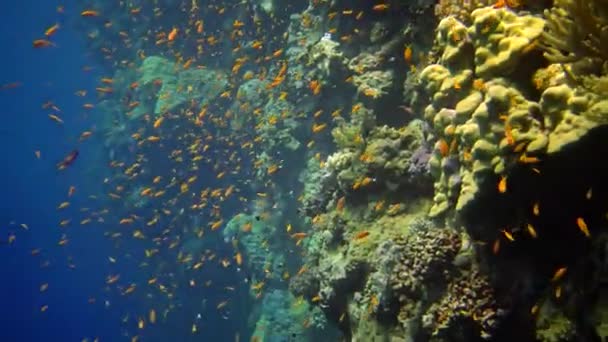 Mergulhadores Nadam Perto Recife Coral Longo Uma Parede Vertical Recife — Vídeo de Stock