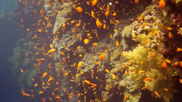 Los Buceadores Nadan Cerca Arrecife Coral Largo Una Pared Vertical — Vídeos de Stock