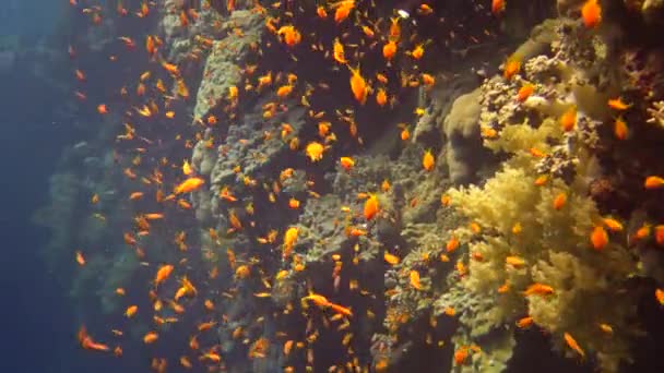 Los Buceadores Nadan Cerca Arrecife Coral Largo Una Pared Vertical — Vídeos de Stock