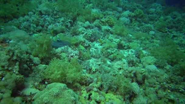 海洋魚ジャイアント モレイ Gymnothorax Javanicus サンゴの間を泳いでいます エジプト — ストック動画