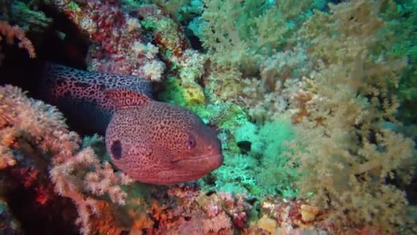 Морська Риба Гігант Морей Gymnothorax Javanicus Плаває Між Коралами Широко — стокове відео