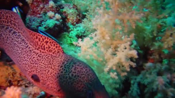 Θαλάσσια Ψάρια Giant Moray Gymnothorax Javanicus Κολυμπούν Ανάμεσα Κοράλλια Ερυθρά — Αρχείο Βίντεο