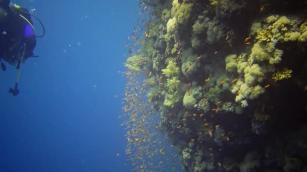 Nurkowie Pływają Pobliżu Rafy Koralowej Wzdłuż Pionowej Ściany Rafie Elphinstone — Wideo stockowe