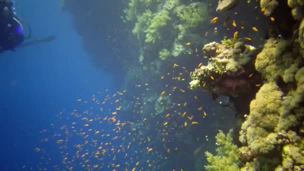 Mergulhadores Nadam Perto Recife Coral Longo Uma Parede Vertical Recife — Vídeo de Stock