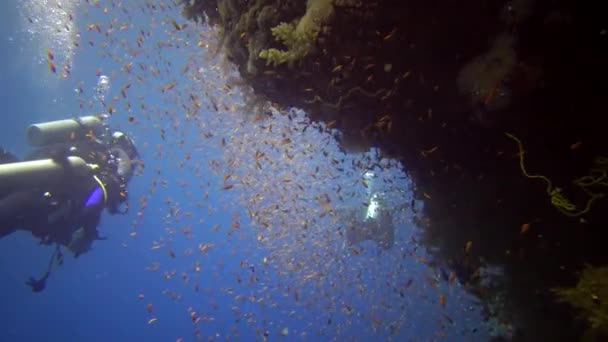 Los Buceadores Nadan Cerca Arrecife Coral Largo Una Pared Vertical — Vídeos de Stock