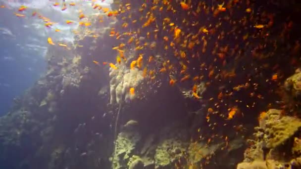 Les Plongeurs Nagent Près Récif Corallien Long Mur Vertical Sur — Video