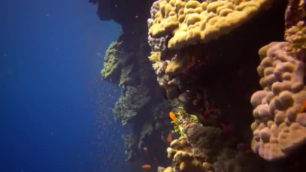 Los Buceadores Nadan Cerca Arrecife Coral Largo Una Pared Vertical — Vídeo de stock