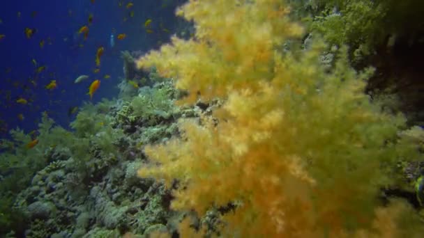 在埃及红海的珊瑚礁上 潜水者沿着一堵垂直的墙在珊瑚礁附近游来游去 — 图库视频影像