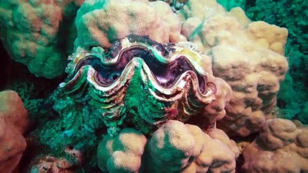 Mięczak Małż Tridacna Maxima Hodowany Wśród Koralowców Rafie Morzu Czerwonym — Wideo stockowe