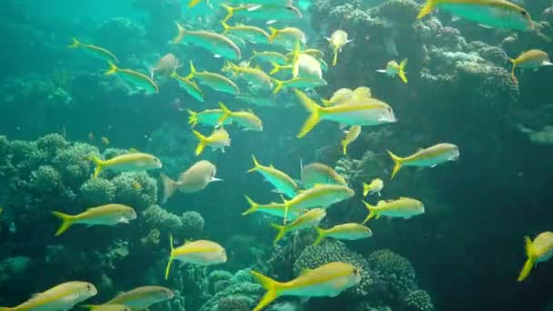 Gulfenad Getfisk Mulloides Vanicolensis Flock Fiskar Simmar Långsamt Över Ett — Stockvideo