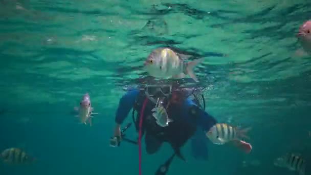Abu Dabb 2019年4月11日 潜水员和红海鱼阿布 德夫杜夫 斯法西塔斯 Abudefduf Sexfasciatus 剪尾中士 在一个五彩斑斓的珊瑚礁中的深蓝色水域 — 图库视频影像
