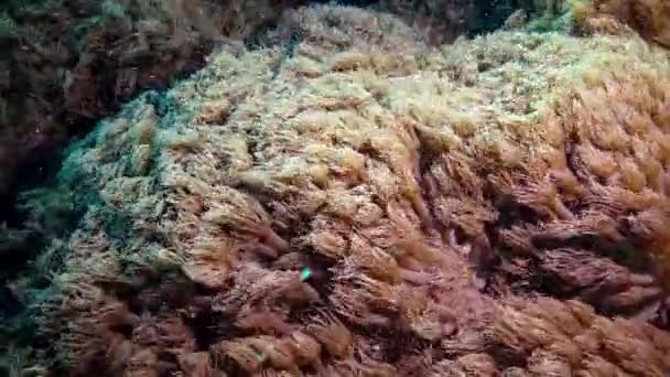 Tentacles Coral Wave Stream Water Static Video Coral Reef Red — Stock Video