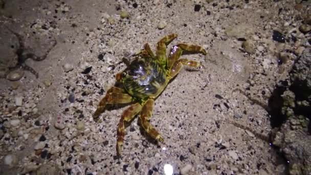Crabe côtier dans la zone côtière sur le récif, Mer Rouge, Egypte 