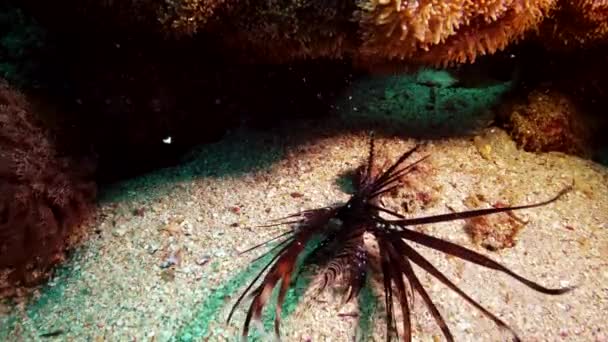 Lionfish Pterois Volitans Poisson Chasse Lentement Près Récif Corallien Nuit — Video