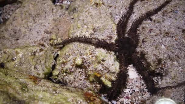 Brittle Star Ophiocoma Scolopendrina Crawling Shallow Water Shore Search Food — Stock Video