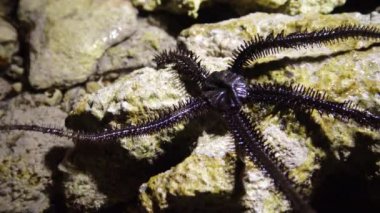 Kırılgan yıldız (Ophiocoma scolopendrina) yiyecek aramak için kıyıya yakın sığ sularda sürünüyor, Marsa Alam, Abu Dabab, Mısır