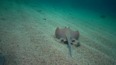(Taeniura lymma) Bluespotted ribbontail vatozu Kızıl Deniz 'deki mercanlar arasında, Marsa Alam, Mısır
