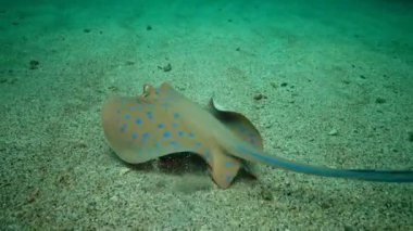 (Taeniura lymma) Bluespotted ribbontail vatozu Kızıl Deniz 'deki mercanlar arasında, Marsa Alam, Mısır