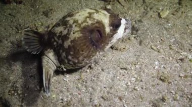 Maskeli balon (Arothron diadematus), Kızıl Deniz 'deki mercan resifinin yakınındaki kumun dibinde gece avlanır. Marsa Alam, Abu Dabab, Mısır