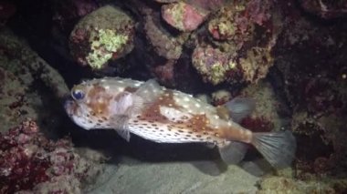 Sarı benekli burrfish (Cyclichthys spilostylus), bir sualtı fenerinin ışığında kumlu zeminin üzerinde geceleri yüzer. Kızıl Deniz, Marsa Alam, Abu Dabab, Mısır