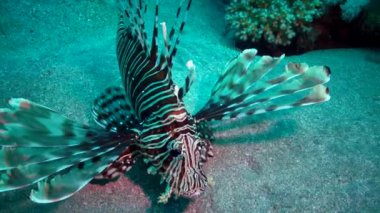 Ortak aslan balığı (Pterois volitans), balık kumlu alt üzerinde yüzer ve fener ışığına yelken olan küçük balık yakalar. Kızıldeniz, Mısır
