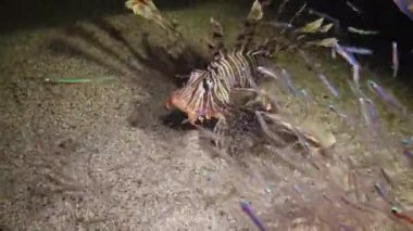 Ortak aslan balığı (Pterois volitans), balık kumlu alt üzerinde yüzer ve fener ışığına yelken olan küçük balık yakalar. Kızıldeniz, Mısır