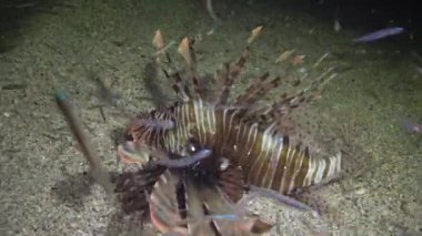 Ortak aslan balığı (Pterois volitans), balık kumlu alt üzerinde yüzer ve fener ışığına yelken olan küçük balık yakalar. Kızıldeniz, Mısır