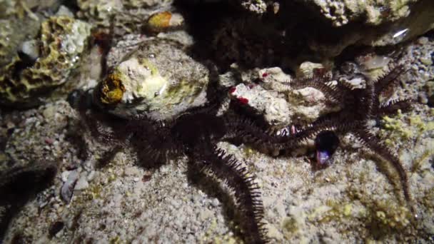 Étoile Fragile Ophiocoma Scolopendrina Rampant Dans Les Eaux Peu Profondes — Video