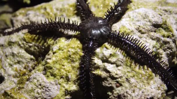 Skarp Stjärna Ophiocoma Scolopendrina Kryper Grunt Vatten Nära Stranden Jakt — Stockvideo