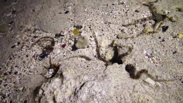 在埃及阿布 达卜的Marsa Alam附近的浅水中爬行寻找食物的小贝星 蛇尾鱼蛇尾鱼蛇尾鱼 — 图库视频影像