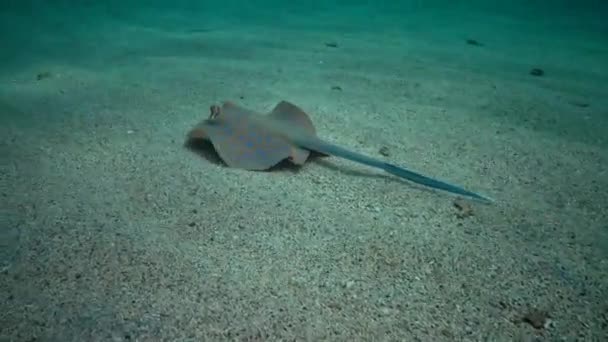 Taeniura Lymma Bluespotted Ribbontail Ray Ligt Zand Drijft Tussen Koralen — Stockvideo