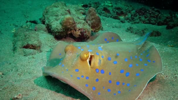 Taeniura Lymma 紅海のサンゴ礁 マルサ アラム エジプトのサンゴ礁の間に砂やフロートに青い鉢植えのリボンレイが横たわっています — ストック動画