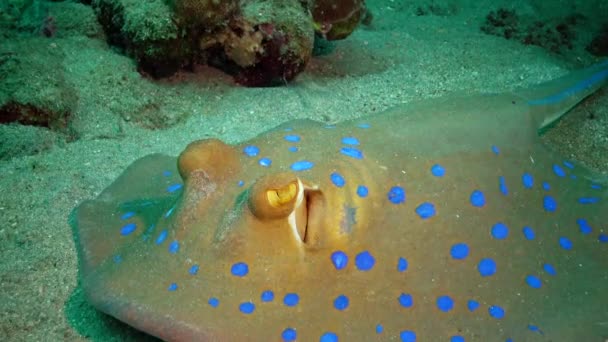 Taeniura Lymma Bluespotted Ribbontail Ray Ligt Zand Drijft Tussen Koralen — Stockvideo