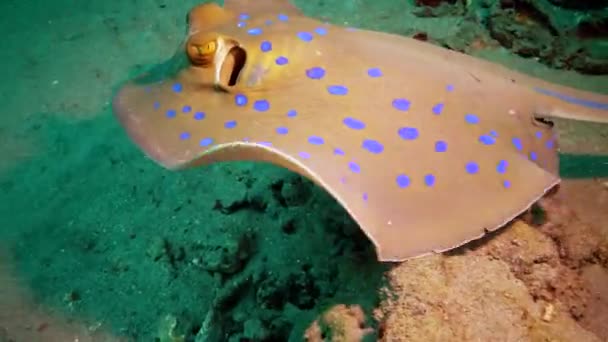 Taeniura Lymma Bluespotted Ribbontail Ray Ligt Zand Drijft Tussen Koralen — Stockvideo