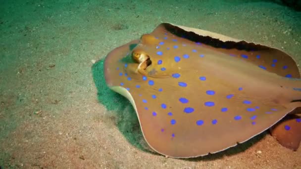 埃及马萨阿拉姆岛的一个珊瑚礁上 蓝纹丝带尾鱼躺在沙滩上或在珊瑚中间漂流 — 图库视频影像