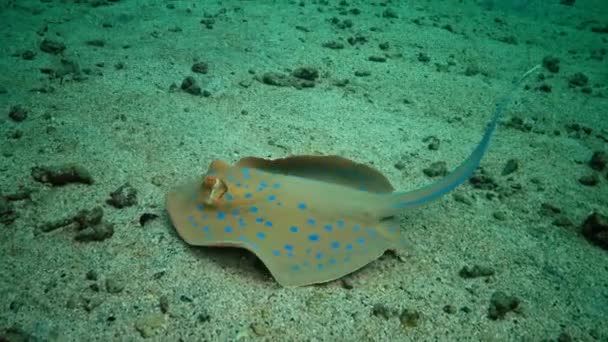 Taeniura Lymma Bluespotted Ribbontail Ray Lies Sand Floats Corals Reef — Stock Video