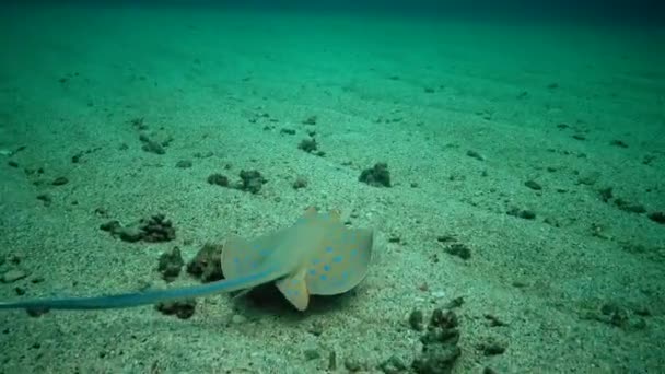 Taeniura Lymma Bluespotted Ribbontail Ray Lies Sand Floats Corals Reef — Vídeo de stock