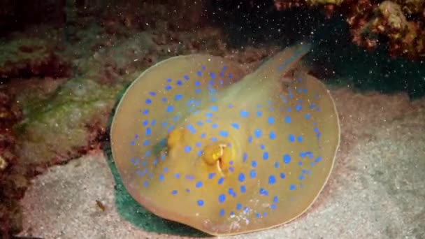 Taeniura Lymma Bluespotted Ribbontail Ray Lies Sand Floats Corals Reef — Stock Video