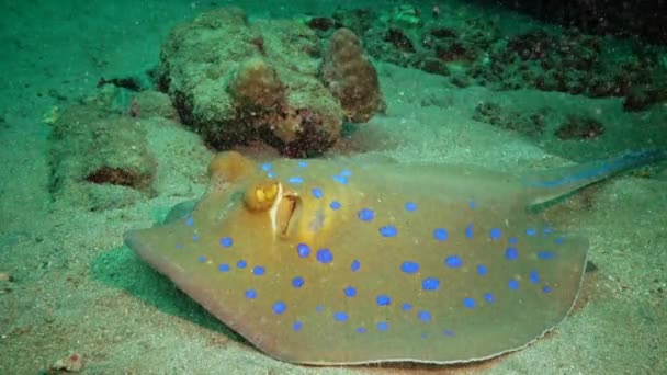 Taeniura Lymma Blaugepunkteter Spitzschwanzrochen Liegt Auf Sand Oder Schwimmt Zwischen — Stockvideo