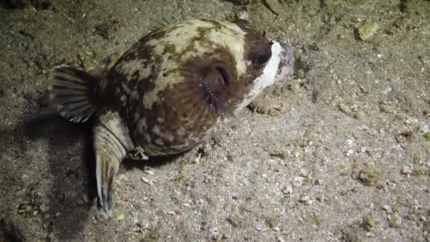 Маска Puffer Arothron Diadematus Риба Полює Вночі Дні Піску Біля — стокове відео
