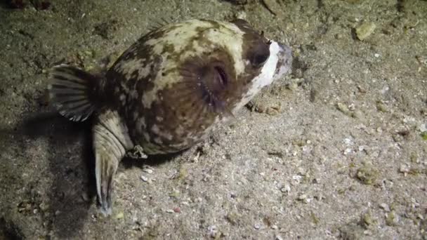 Puffer Mascarado Arothron Diadematus Caça Peixes Noite Fundo Areia Perto — Vídeo de Stock