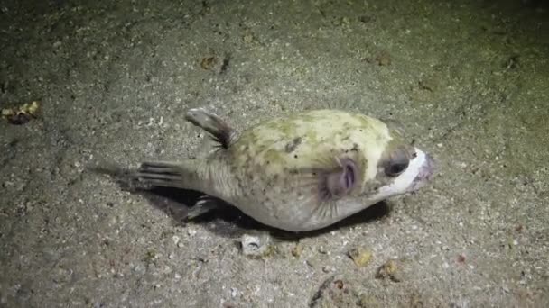 Маска Puffer Arothron Diadematus Риба Полює Вночі Дні Піску Біля — стокове відео