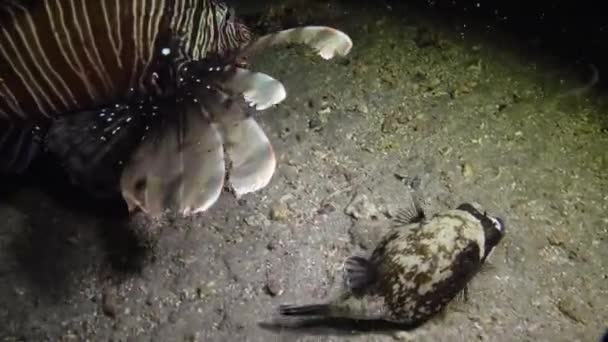 Puffer Mascarado Arothron Diadematus Caça Peixes Noite Fundo Areia Perto — Vídeo de Stock