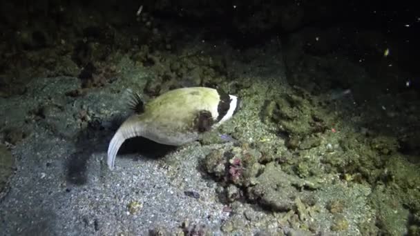 蒙面河豚 Arothron Diadematus 夜间在红海珊瑚礁附近的沙底捕猎 Marsa Alam Abu Dabab — 图库视频影像