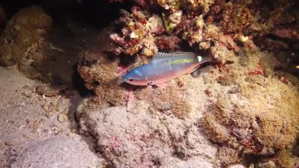 Peixe Mar Vermelho Vídeo Noturno Peixes Tropicais Dormem Noite Perto — Vídeo de Stock