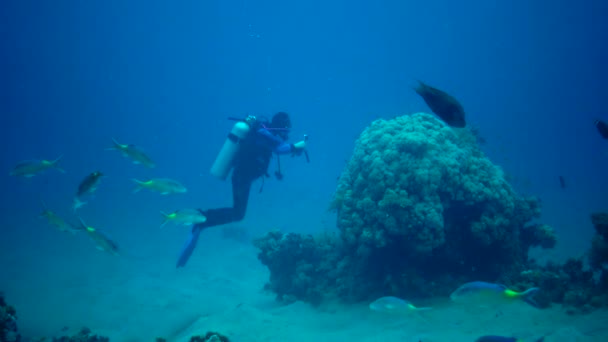 マルサ アラム アブダブ エジプト 2019年9月23日 ダイバーは紅海のサンゴ礁で熱帯魚のビデオを見て撮影します — ストック動画