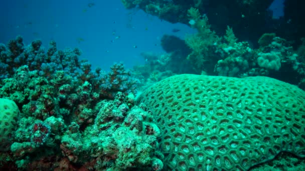 Korallrev Röda Havet Korall Favites Marsa Alam Abu Dabab Egypten — Stockvideo