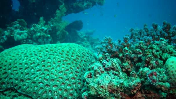 Rafa Koralowa Morzu Czerwonym Koralowce Favites Marsa Alam Abu Dabab — Wideo stockowe
