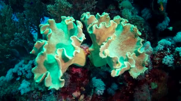 Arrecife Coral Mar Rojo Abu Dub Egipto Hermoso Paisaje Submarino — Vídeo de stock