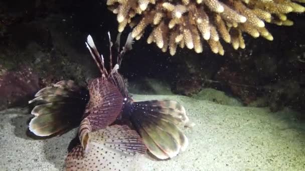 普通的狮子鱼 Pterois Volitans 这些鱼在夜间在沙底游过 并捕捉到小鱼 这些小鱼已经航行到灯笼的光芒下 — 图库视频影像